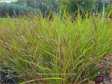 Miscanthus sinensis &#039;Ibiza&#039; | Chinees prachtriet, Chinees riet, Japans sierriet, Sierriet | Chinaschilf