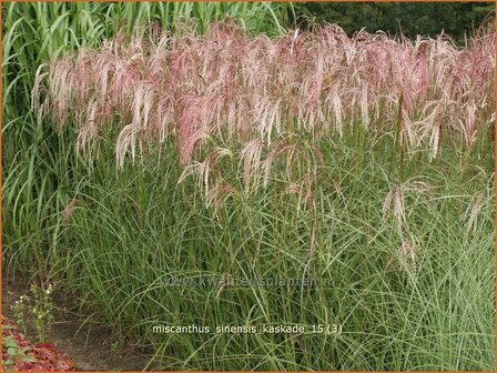Miscanthus sinensis &#039;Kaskade&#039; | Prachtriet, Chinees riet, Japans sierriet, Sierriet
