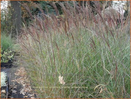 Miscanthus sinensis &#039;Kleine Silberspinne&#039; | Prachtriet, Japans sierriet, Chinees riet