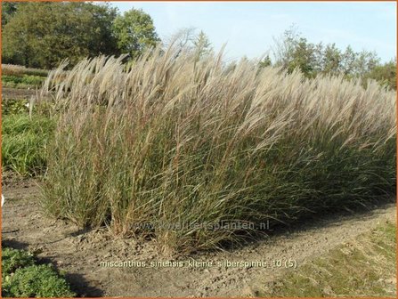 Miscanthus sinensis &#039;Kleine Silberspinne&#039; | Prachtriet, Japans sierriet, Chinees riet