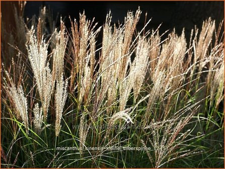 Miscanthus sinensis &#039;Kleine Silberspinne&#039; | Chinees prachtriet, Chinees riet, Japans sierriet, Sierriet | Chinasc