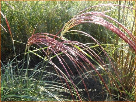 Miscanthus sinensis &#039;Little Zebra&#039; | Prachtriet, Japans sierriet, Chinees riet