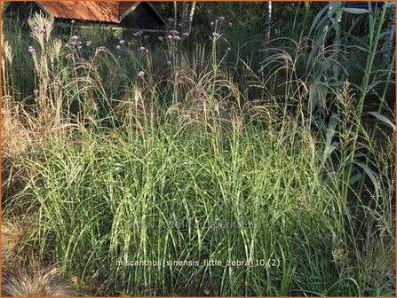 Miscanthus sinensis &#039;Little Zebra&#039; | Prachtriet, Japans sierriet, Chinees riet