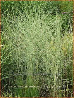 Miscanthus sinensis &#039;Morning Light&#039; | Prachtriet, Chinees riet, Japans sierriet, Sierriet | Chinaschilf