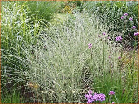 Miscanthus sinensis &#039;Morning Light&#039; | Prachtriet, Chinees riet, Japans sierriet, Sierriet | Chinaschilf