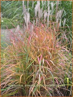 Miscanthus sinensis &#039;Purpurascens&#039; | Prachtriet, Japans sierriet, Chinees riet