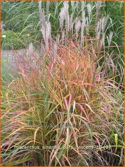 Miscanthus sinensis &#039;Purpurascens&#039; | Prachtriet, Japans sierriet, Chinees riet