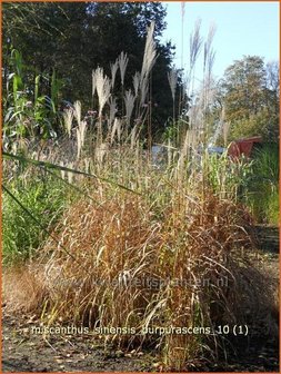 Miscanthus sinensis &#039;Purpurascens&#039; | Prachtriet, Japans sierriet, Chinees riet