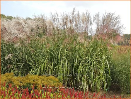 Miscanthus sinensis &#039;Rosi&#039; | Prachtriet, Chinees riet, Japans sierriet, Sierriet | Chinaschilf