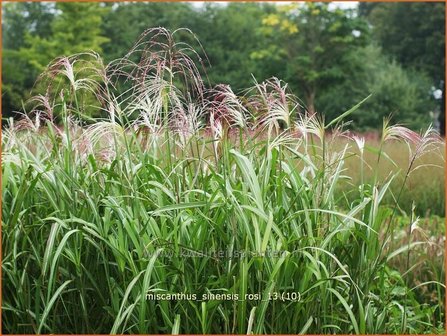 Miscanthus sinensis &#039;Rosi&#039; | Prachtriet, Chinees riet, Japans sierriet, Sierriet | Chinaschilf