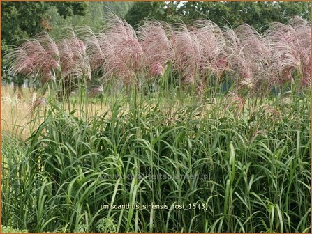 Miscanthus sinensis &#039;Rosi&#039; | Prachtriet, Chinees riet, Japans sierriet, Sierriet | Chinaschilf