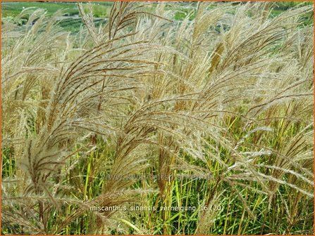 Miscanthus sinensis &#039;Verneigung&#039; | Prachtriet, Chinees riet, Japans sierriet, Sierriet | Chinaschilf