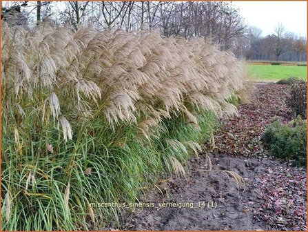 Miscanthus sinensis &#039;Verneigung&#039; | Prachtriet, Chinees riet, Japans sierriet, Sierriet | Chinaschilf