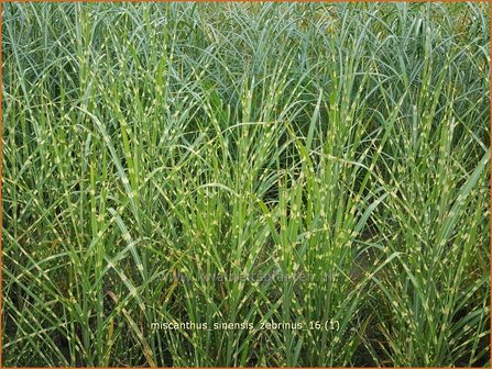 Miscanthus sinensis &#039;Zebrinus&#039; | Zebragras, Prachtriet, Chinees riet, Japans sierriet | Zebraschilf | Zebra grass