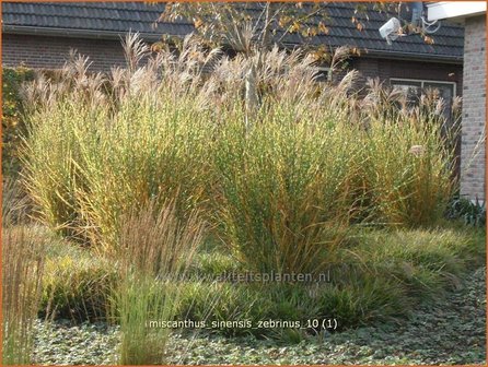 Miscanthus sinensis &#039;Zebrinus&#039; | Zebragras, Prachtriet, Chinees riet, Japans sierriet | Zebraschilf | Zebra grass