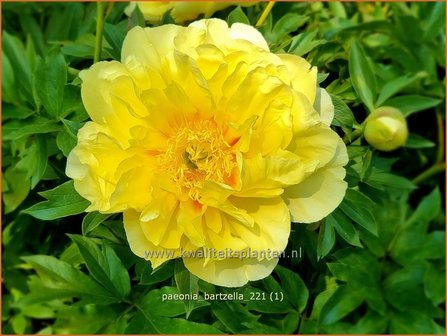 Paeonia &#039;Bartzella&#039; | Pioenroos | Pfingstrose