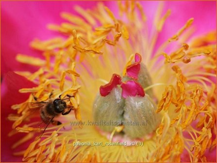 Paeonia &#039;Karl Rosenfield&#039; | Pioenroos