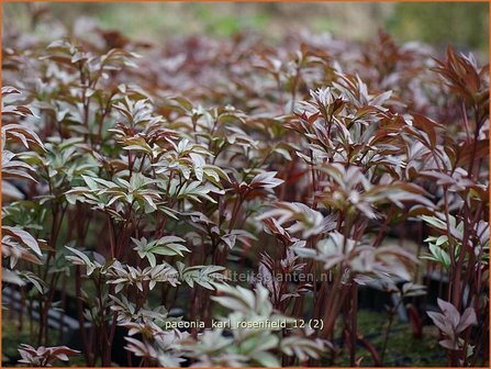 Paeonia &#039;Karl Rosenfield&#039; | Pioenroos