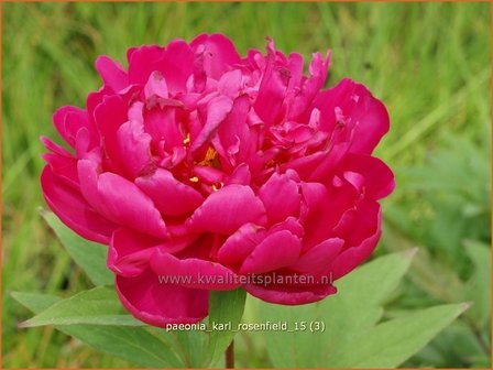 Paeonia &#039;Karl Rosenfield&#039; | Pioenroos