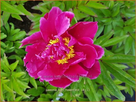 Paeonia &#039;Karl Rosenfield&#039; | Pioenroos | Pfingstrose