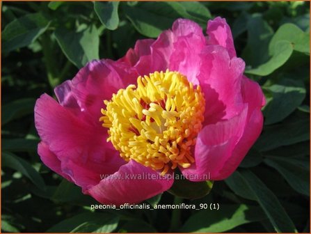 Paeonia officinalis &#039;Anemoniflora&#039; | Pioenroos, Boerenpioen