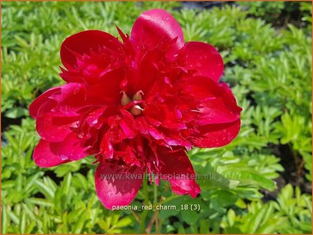 Paeonia &#039;Red Charm&#039; | Pioenroos, Boerenpioen | Pfingstrose