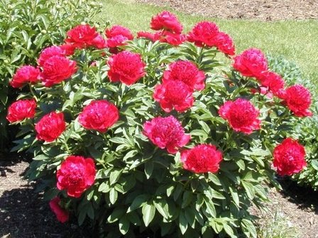 Paeonia &#039;Red Charm&#039; | Pioenroos, Boerenpioen