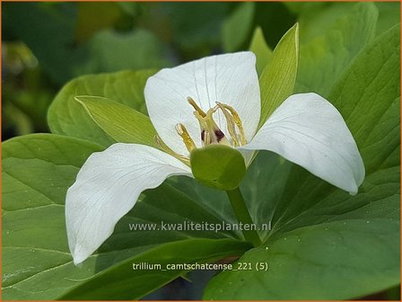 Trillium camtschatcense | Drieblad, Boslelie | Dreiblatt