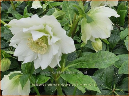 Helleborus orientalis &#039;Double Ellen White&#039; | Kerstroos, Lenteroos, Vastenroos, Nieskruid | Lenzrose