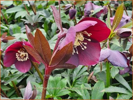 Helleborus orientalis 'Pretty Ellen Purple' | Kerstroos, Lenteroos, Vastenroos, Nieskruid | Lenzrose