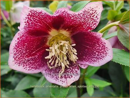 Helleborus orientalis &amp;#x0027;Pretty Ellen Spotted&amp;#x0027; | Kerstroos, Lenteroos, Vastenroos, Nieskruid | Lenzrose