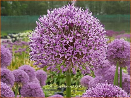 Allium &amp;#39;Gladiator&amp;#39; | Reuzenlook, Sierui, Look | Lauch