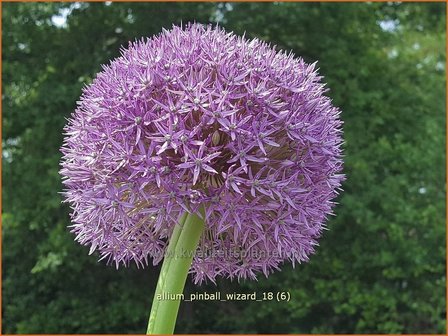 Allium &#039;Pinball Wizard&#039; | Sierui, Look | Lauch