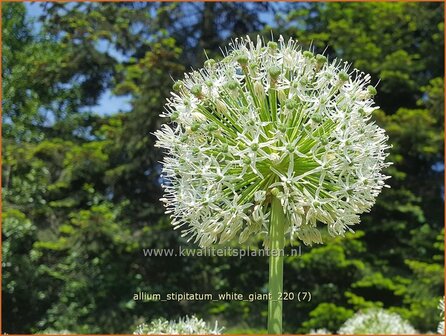 Allium stipitatum 'White Giant' | Sierui, Look | Gestielter lauch