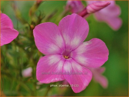 Phlox &#39;Oljenka&#39; | Hoge vlambloem, Vlambloem, Flox, Floks | Hohe Flammenblume