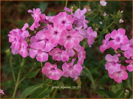 Phlox &#39;Oljenka&#39; | Hoge vlambloem, Vlambloem, Flox, Floks | Hohe Flammenblume