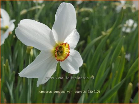 Narcissus poeticus &#039;Recurvus&#039; | Dichtersnarcis, Fazantenoognarcis, Narcis | Dichter-Narzisse