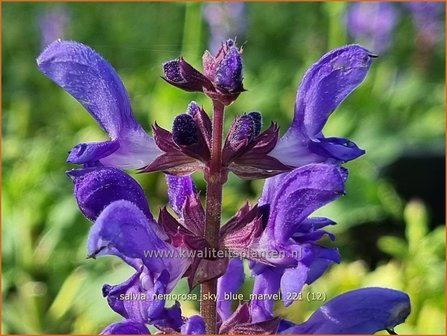 Salvia nemorosa 'Sky Blue Marvel' | Bossalie, Salie, Salvia | Steppensalbei