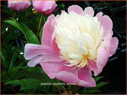 Paeonia 'Raspberry Sundae' | Pioenroos | Pfingstrose