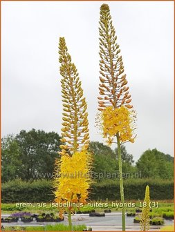 Eremurus x isabellinus Ruiter's Hybrids | Naald van Cleopatra, Spinnekop | Schmalblättrige Steppenkerze