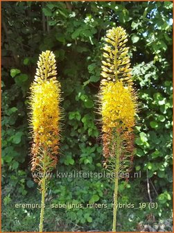 Eremurus x isabellinus Ruiter's Hybrids | Naald van Cleopatra, Spinnekop | Schmalblättrige Steppenkerze