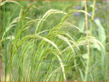 Stipa calamagrostis 'Lemperg' | Vedergras | Silberährengras