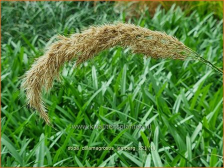 Stipa calamagrostis &#039;Lemperg&#039; | Vedergras | Silber&auml;hrengras