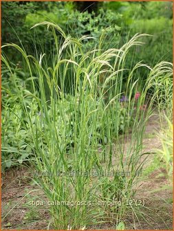 Stipa calamagrostis &#039;Lemperg&#039; | Vedergras | Silber&auml;hrengras | Silver Spike Grass