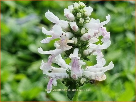 Stachys officinalis &amp;#39;Alba&amp;#39;