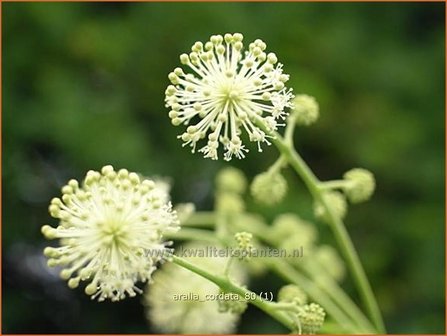Aralia cordata | Vasteplant duivelswandelstok