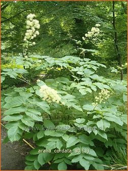 Aralia cordata | Vasteplant duivelswandelstok