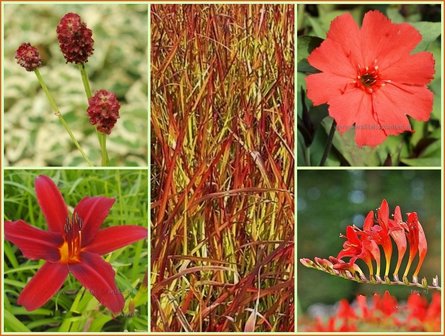 Vierkant Metertje - Rood