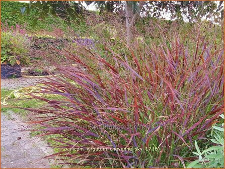 Panicum virgatum &#039;Cheyenne Sky&#039; | Vingergras, Parelgierst | Rutenhirse