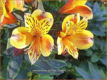 Alstroemeria &#039;Summer Breeze&#039; | Incalelie, Peruviaanse lelie | Inkalilie